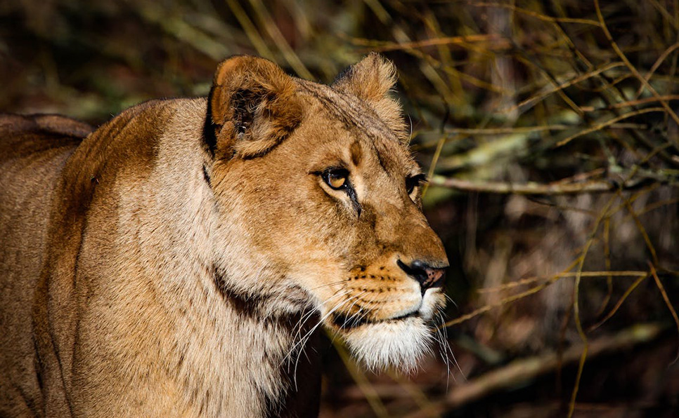 Lion Not Enjoying Her New Vegan Diet